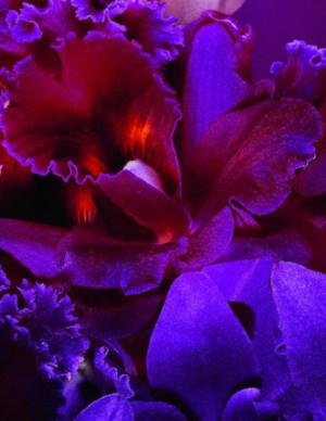 photos Monica Bellucci